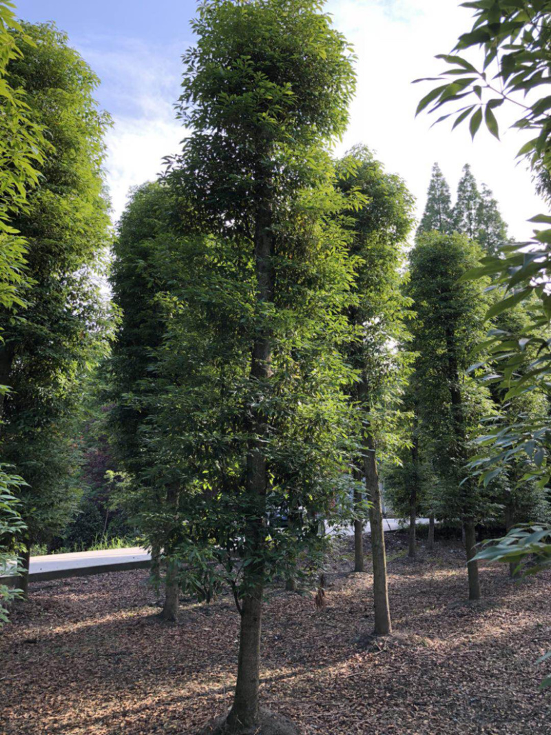 小叶桢楠，15公分楠木出售.桢楠种植苗圃。