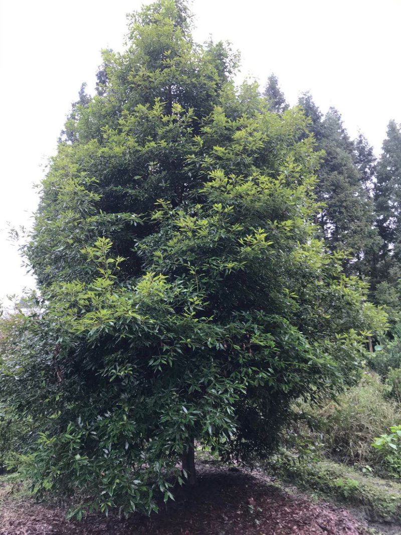 小叶桢楠，15公分楠木出售.桢楠种植苗圃。