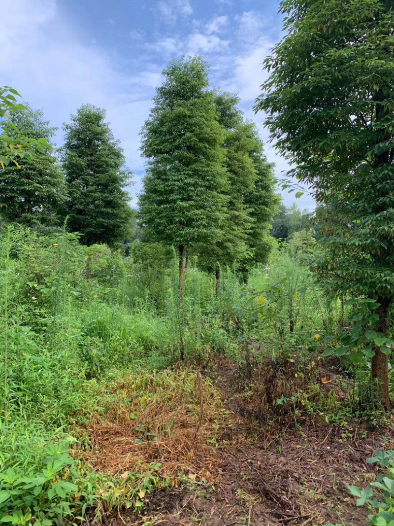 小叶桢楠，15公分楠木出售.桢楠种植苗圃。