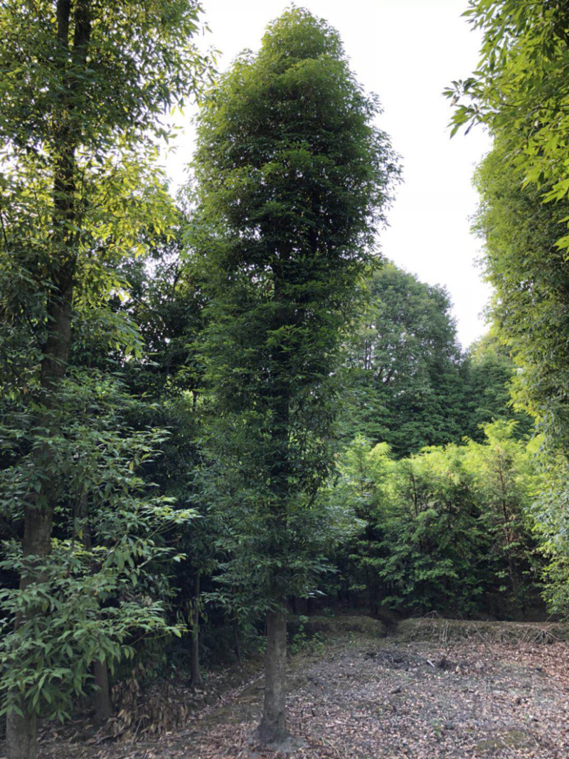 小叶桢楠，15公分楠木出售.桢楠种植苗圃。