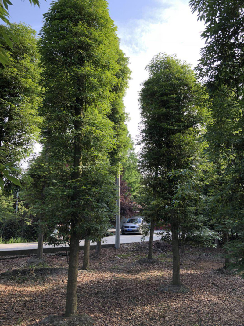 小叶桢楠，15公分楠木出售.桢楠种植苗圃。