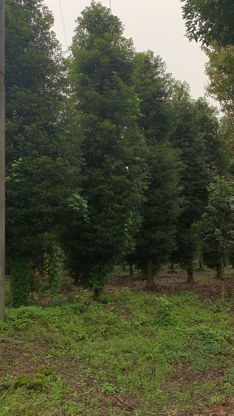 小叶桢楠，15公分楠木出售.桢楠种植苗圃。