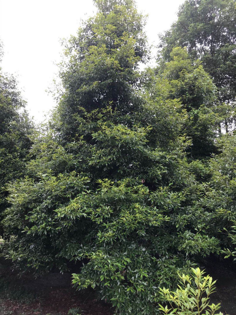 小叶桢楠，15公分楠木出售.桢楠种植苗圃。