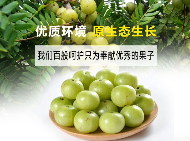 余甘苗，余甘果嫁接苗大红余甘果苗支持线上保障交易