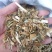 石龙芮中药材正宗水芹水姜苔胡椒菜野芹菜和尚菜