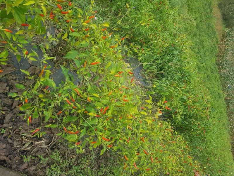 小米椒青米椒红米椒