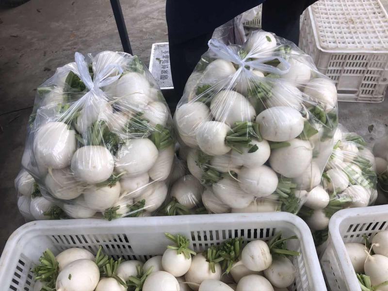 【精品】萝卜白萝卜，产地江苏东台，一手货源
