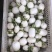 【精品】萝卜白萝卜，产地江苏东台，一手货源