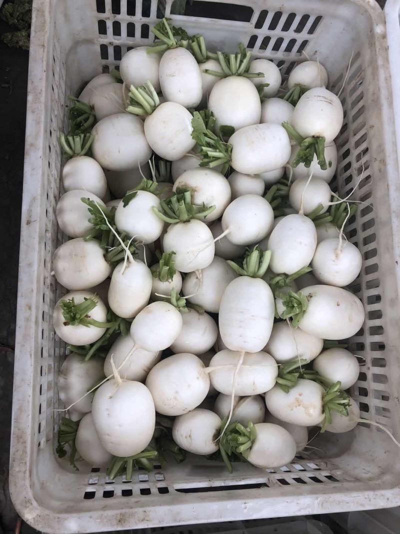 【精品】萝卜白萝卜，产地江苏东台，一手货源