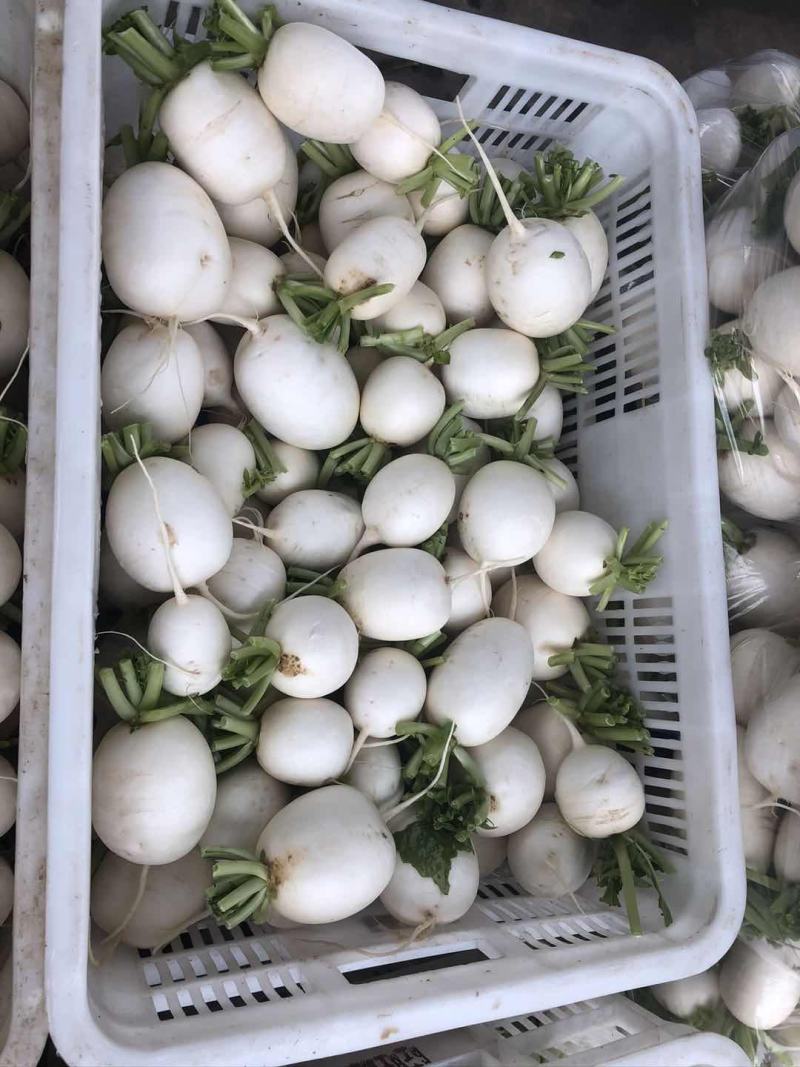 【精品】萝卜白萝卜，产地江苏东台，一手货源
