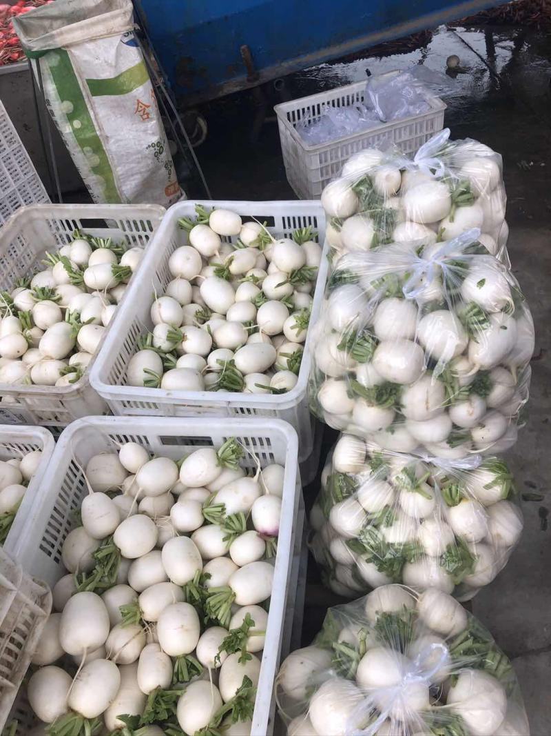【精品】萝卜白萝卜，产地江苏东台，一手货源