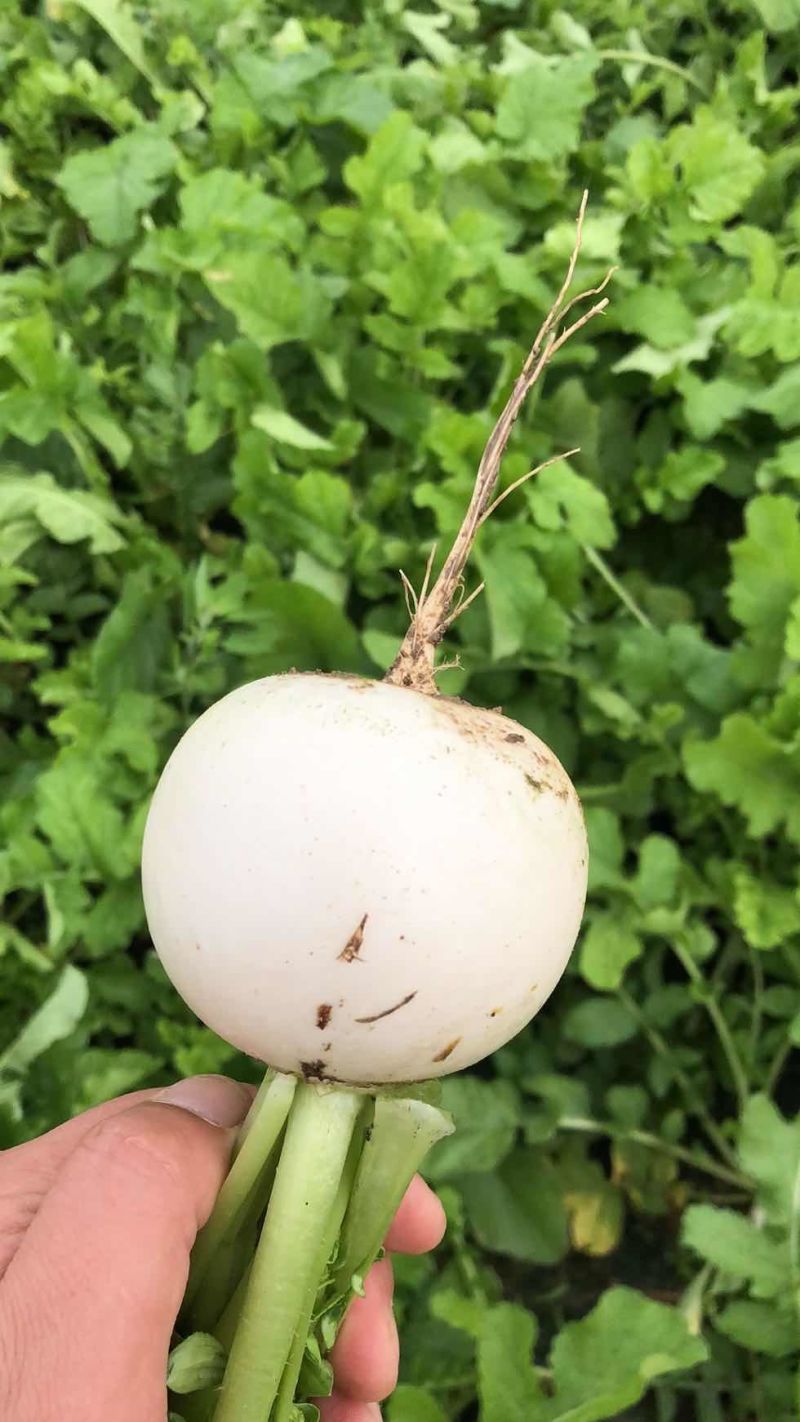【精品】萝卜白萝卜，产地江苏东台，一手货源
