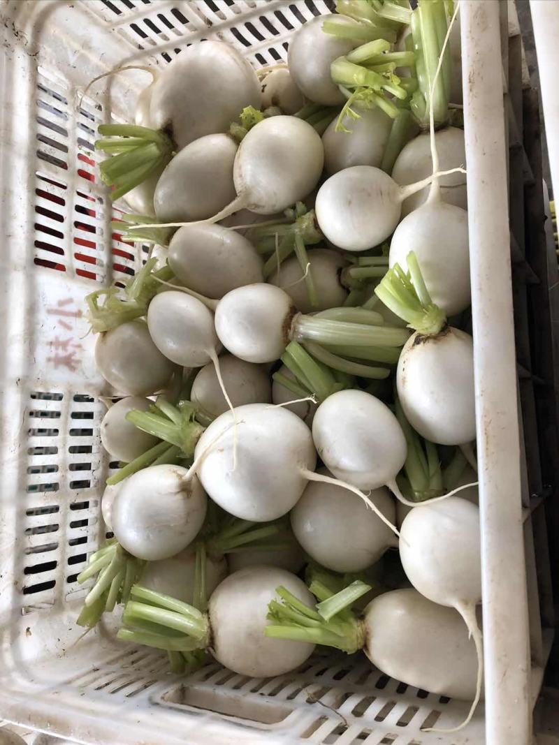 【精品】萝卜白萝卜，产地江苏东台，一手货源