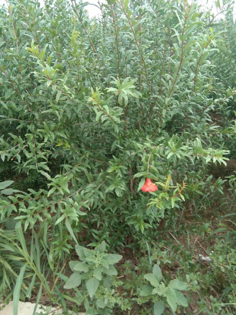 丛生花石榴大小冠幅都有，协助找车，后期管理技术