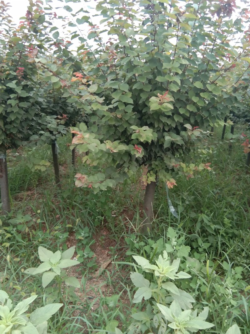 丛生花石榴大小冠幅都有，协助找车，后期管理技术