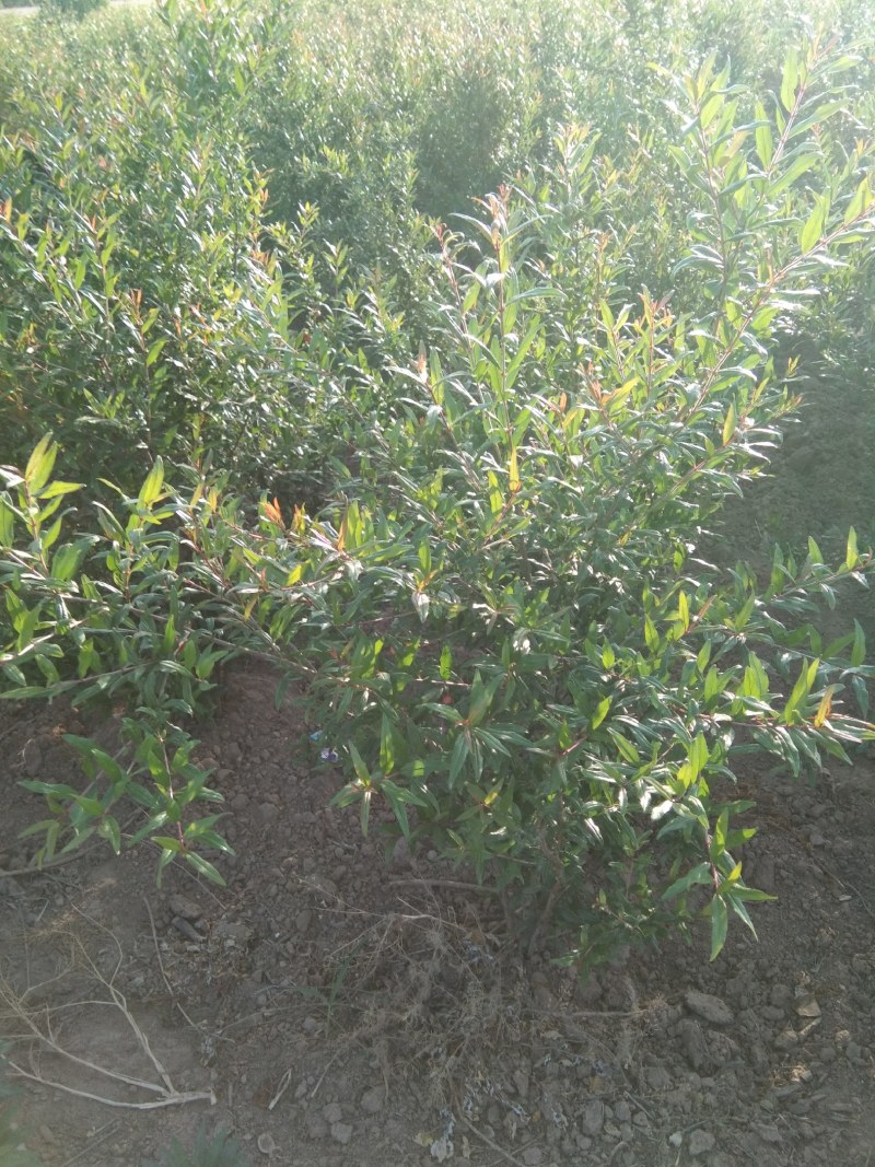 丛生花石榴大小冠幅都有，协助找车，后期管理技术