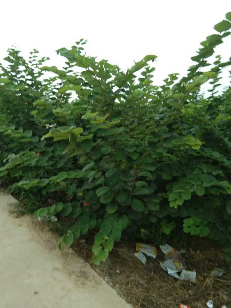丛生紫荆10到20个分支大小冠幅都有，保质保量，技术指导