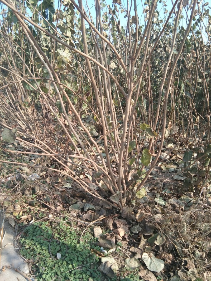丛生紫荆10到20个分支大小冠幅都有，保质保量，技术指导