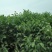 丛生紫荆10到20个分支大小冠幅都有，保质保量，技术指导