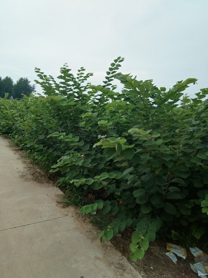 丛生紫荆10到20个分支大小冠幅都有，保质保量，技术指导