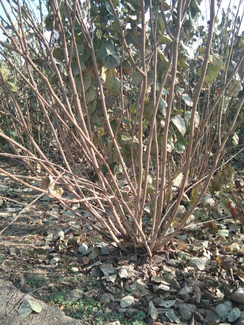 丛生紫荆10到20个分支大小冠幅都有，保质保量，技术指导