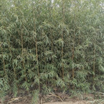 竹柳苗，垂柳苗。，柳树段，金蝉养殖专用树苗