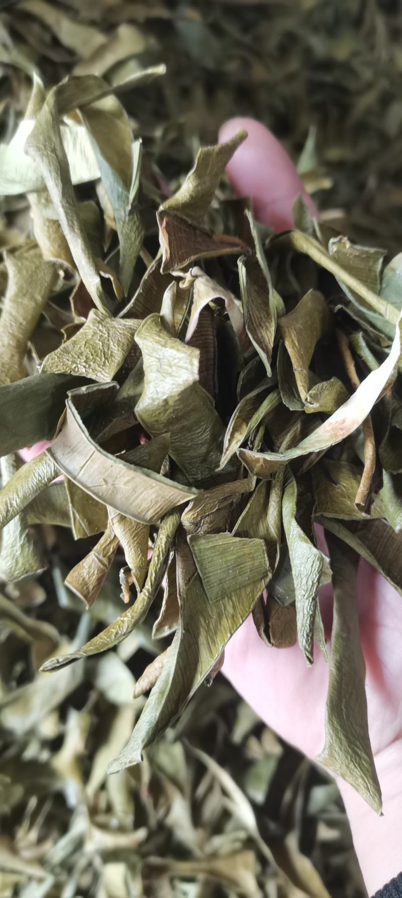 芦荟芦荟叶干片芦荟干泡茶各种中药材
