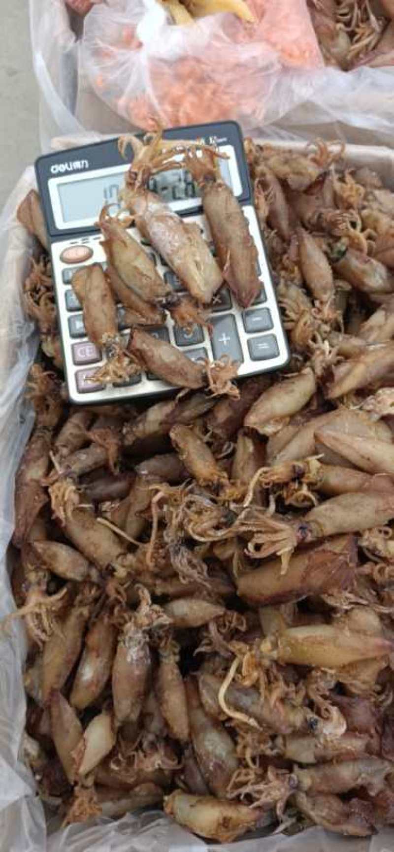籽乌，笔管鱼，33头一斤，足干的，微咸，一件20斤。