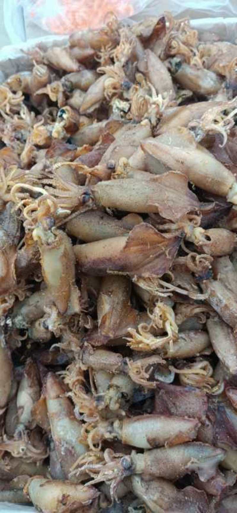 籽乌，笔管鱼，33头一斤，足干的，微咸，一件20斤。