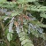 四川十大功劳，绿桂树盆景。十大功劳盆景阳台及庭院栽培。