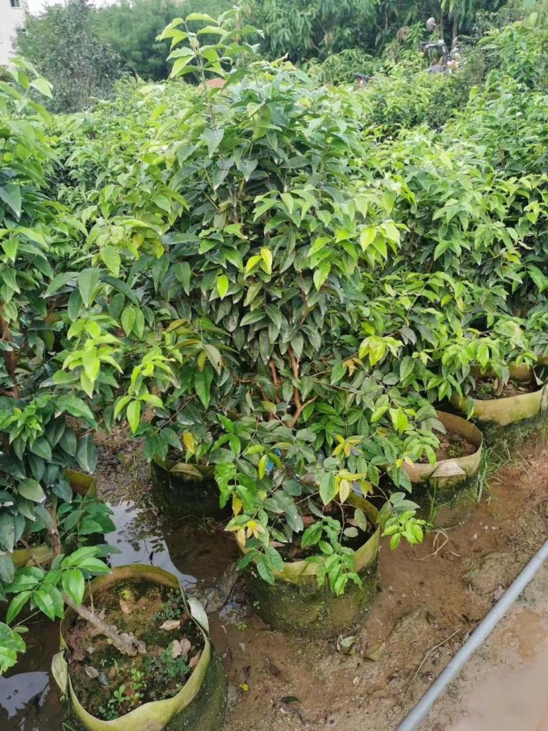 四季早生嘉宝果苗，阳台廷院可种植！价值非常高的一种果树
