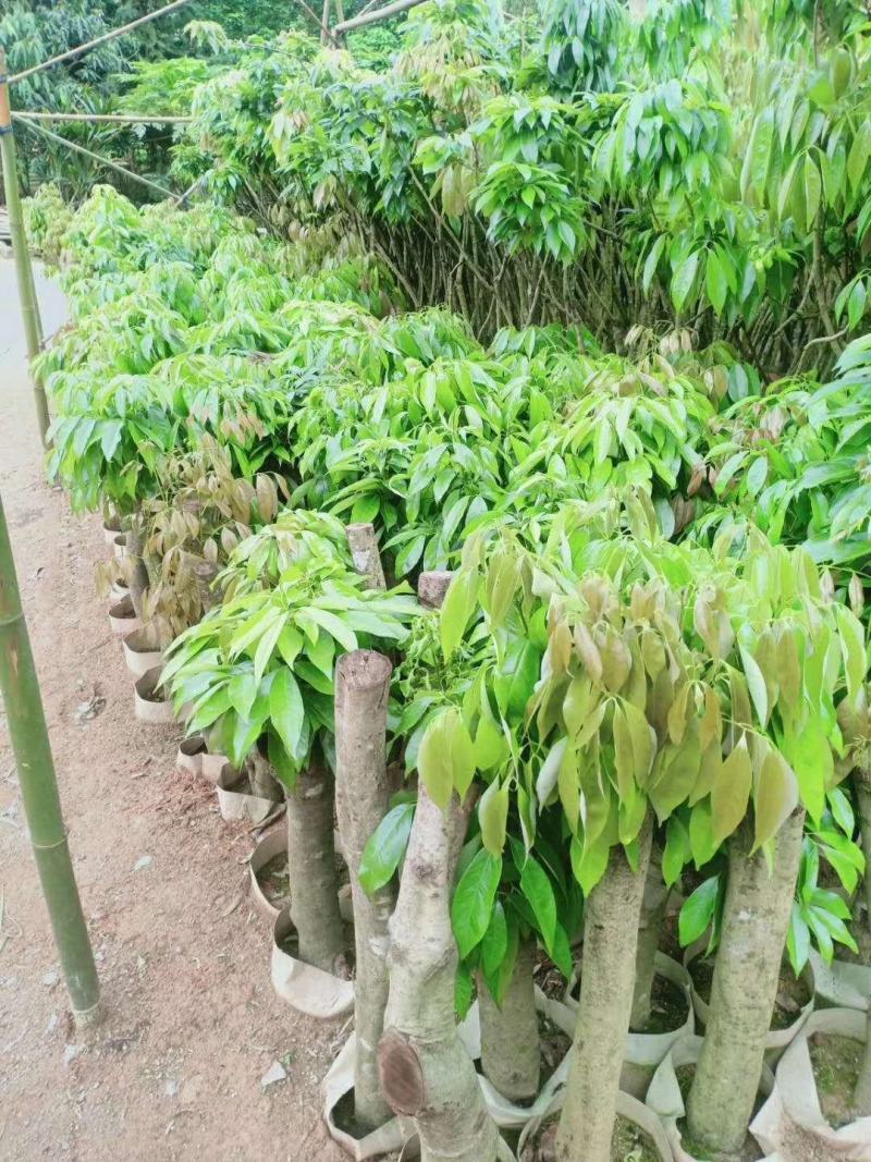 妃子笑荔枝驳枝木苗，占地神器…！有种植的联系