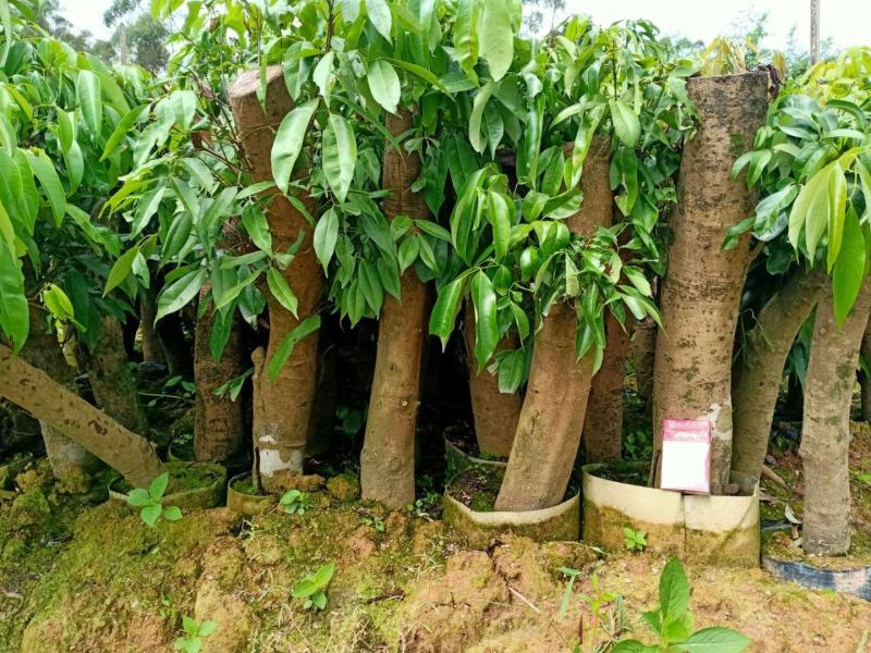 妃子笑荔枝驳枝木苗，占地神器…！有种植的联系