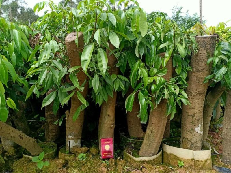 妃子笑荔枝驳枝木苗，占地神器…！有种植的联系