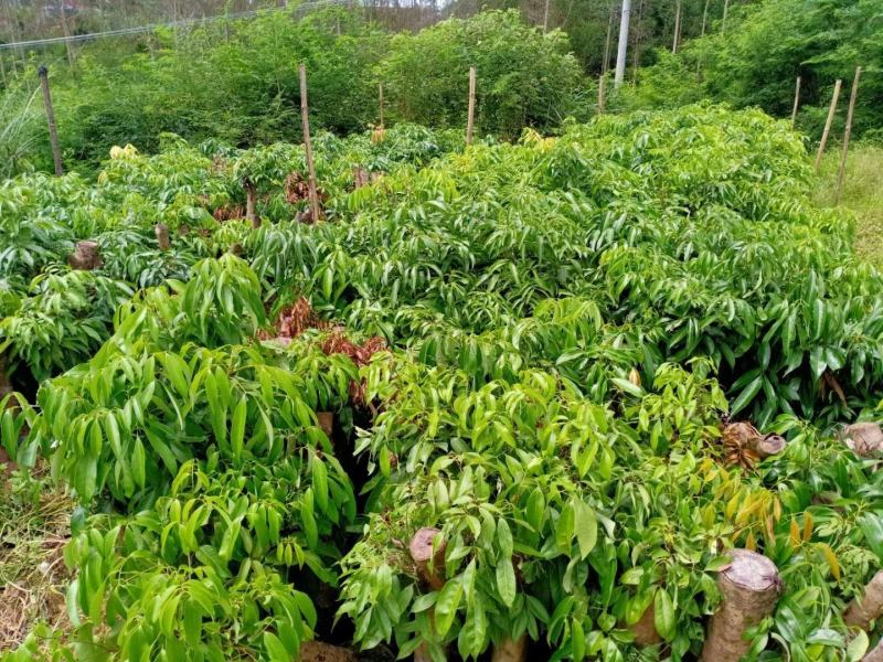 妃子笑荔枝驳枝木苗，占地神器…！有种植的联系