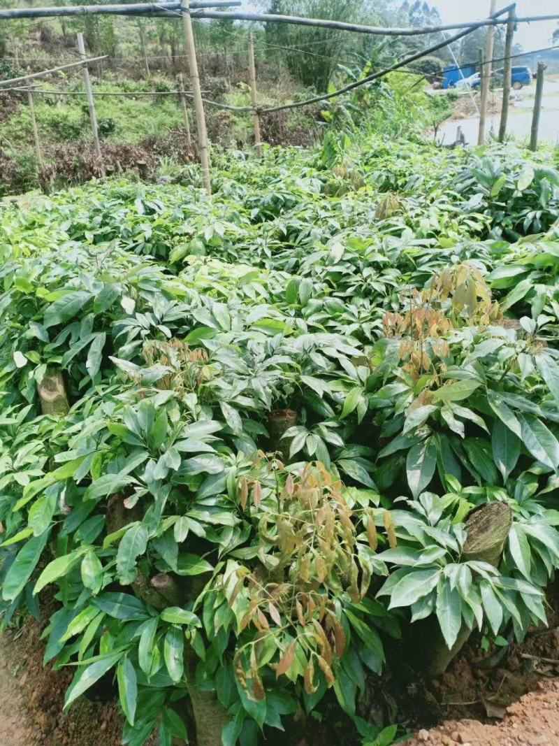 妃子笑荔枝驳枝木苗，占地神器…！有种植的联系
