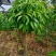 妃子笑荔枝驳枝木苗，占地神器…！有种植的联系