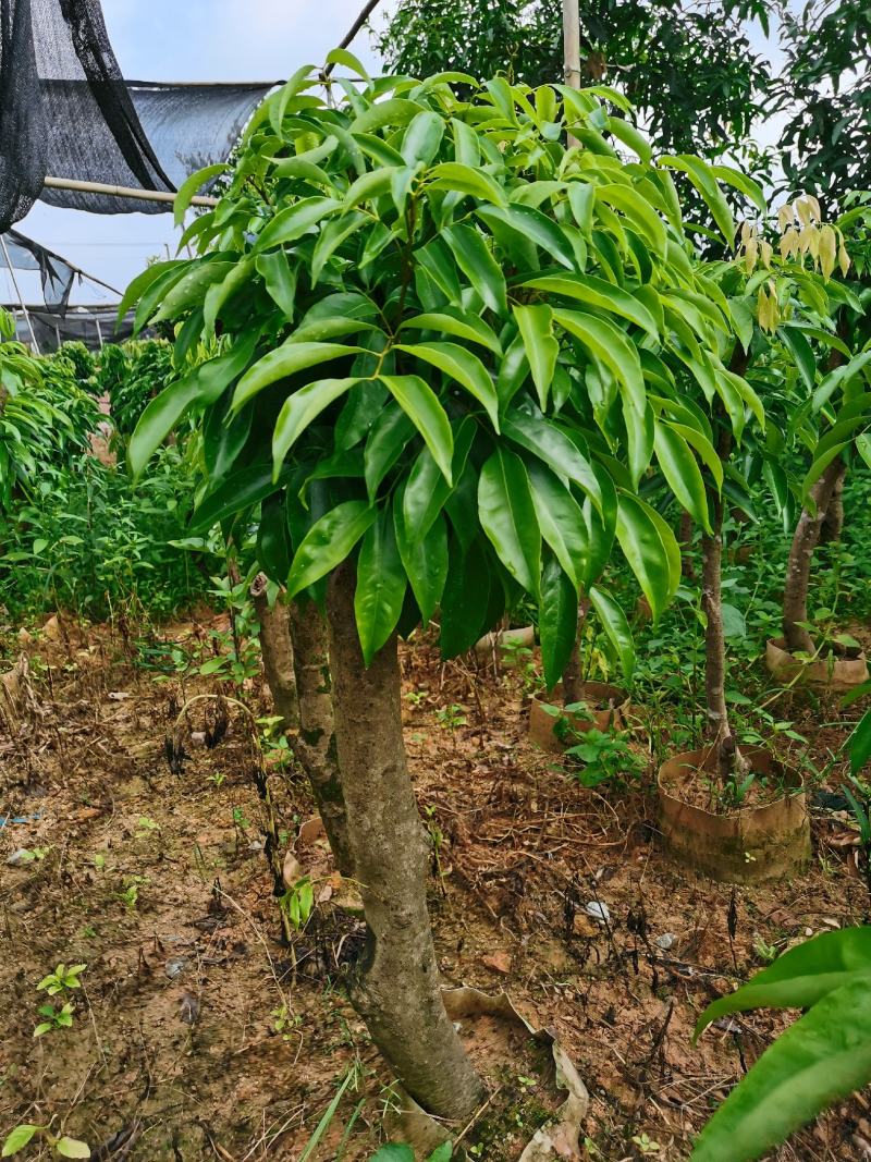 妃子笑荔枝驳枝木苗，占地神器…！有种植的联系