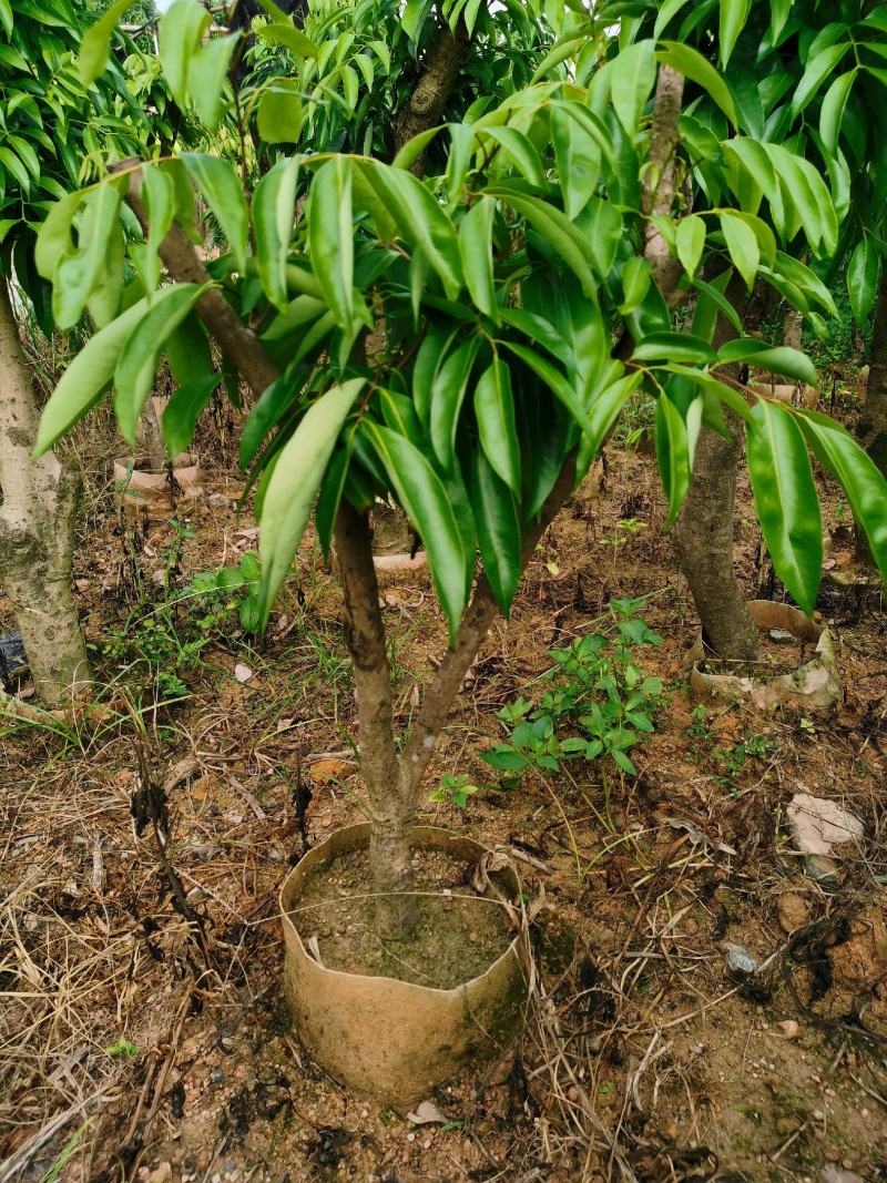 妃子笑荔枝驳枝木苗，占地神器…！有种植的联系