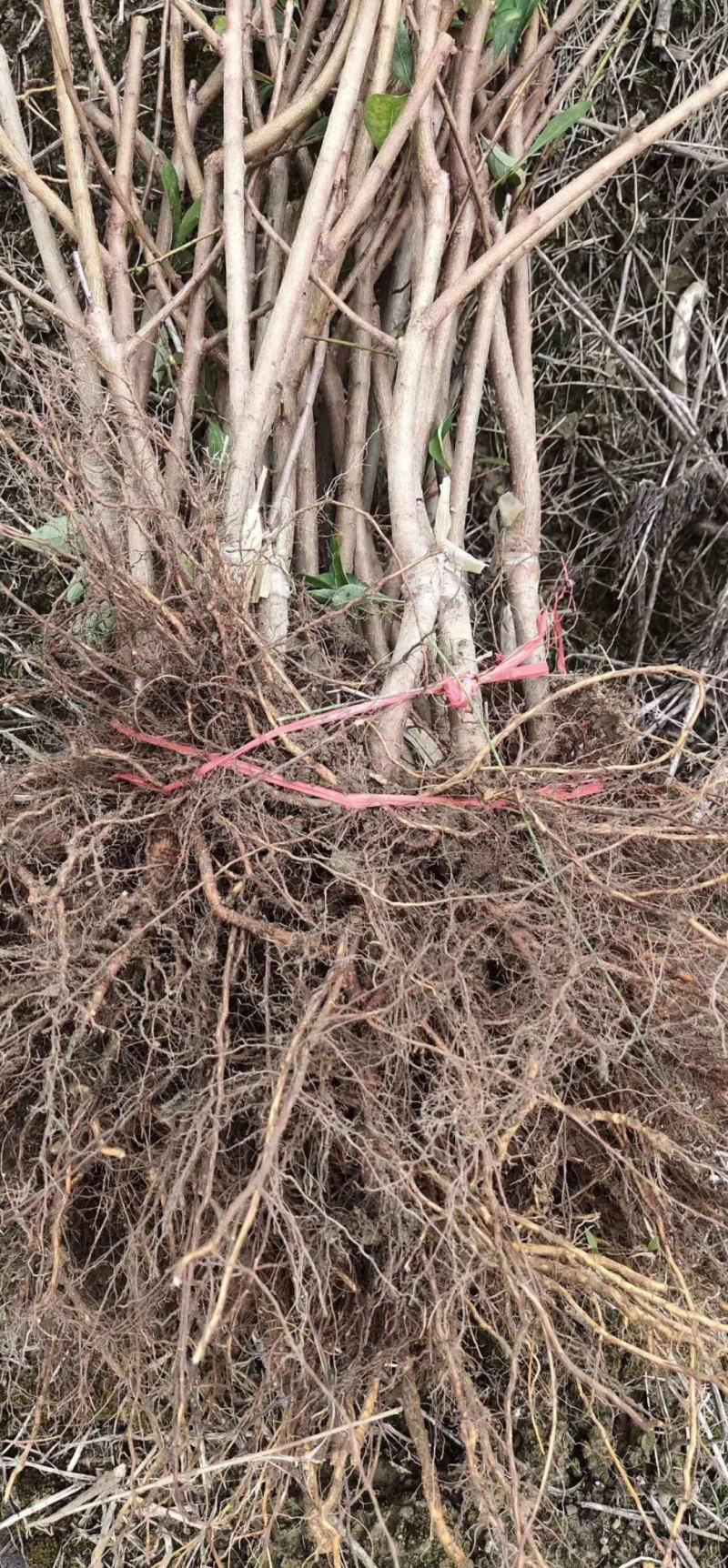 贵州安顺六马正宗蜂糖李子苗嫁接苗果树苗批发