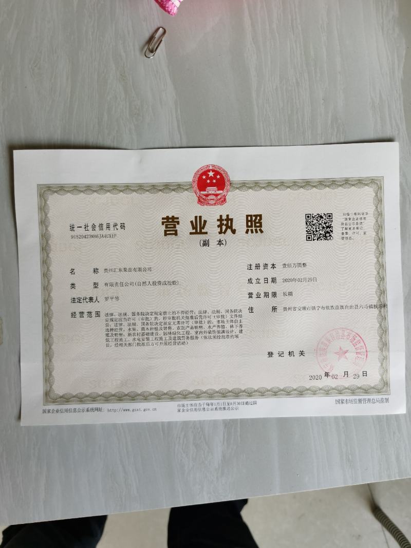 贵州安顺六马正宗蜂糖李子苗嫁接苗果树苗批发
