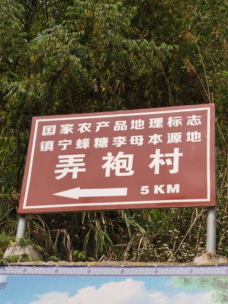 贵州安顺六马正宗蜂糖李子苗嫁接苗果树苗批发