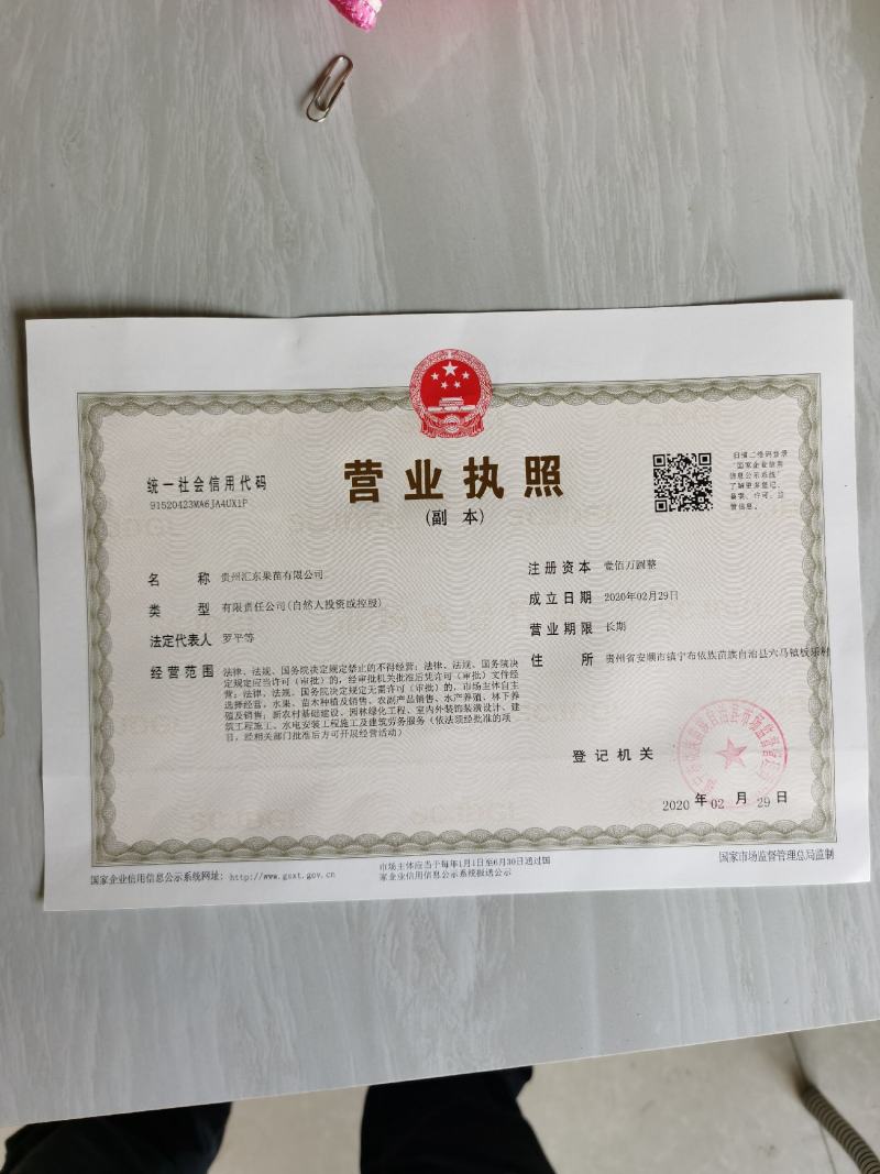 贵州镇宁六马正宗蜂糖李子苗一代嫁接苗原生苗