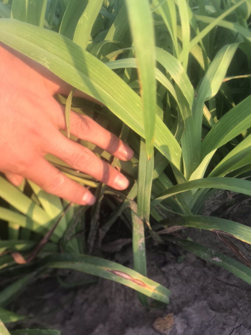 大花萱草裸根营养杯大量出售