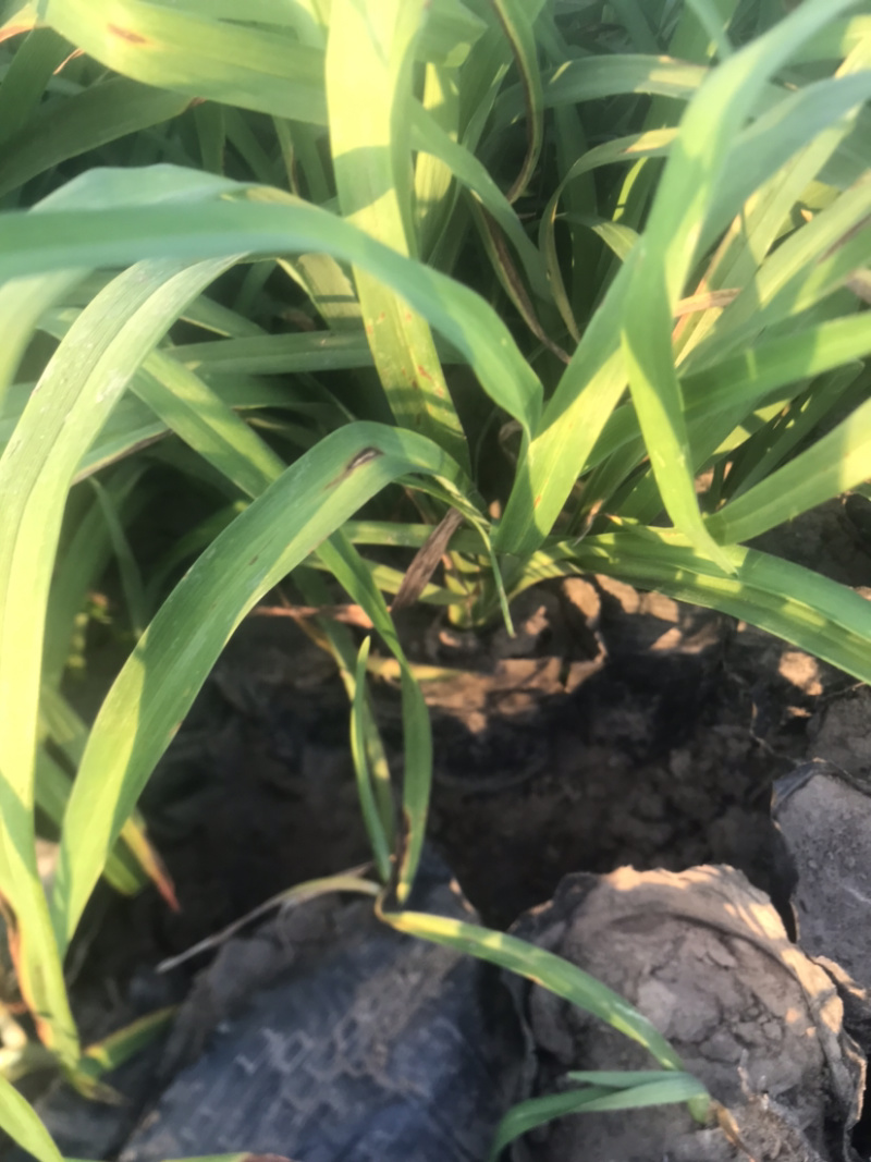 大花萱草裸根营养杯大量出售