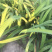 大花萱草裸根营养杯大量出售