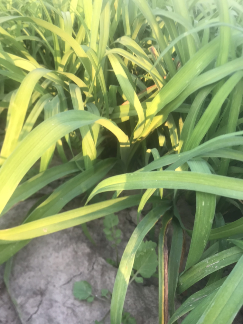 大花萱草裸根营养杯大量出售