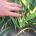 大花萱草裸根营养杯大量出售