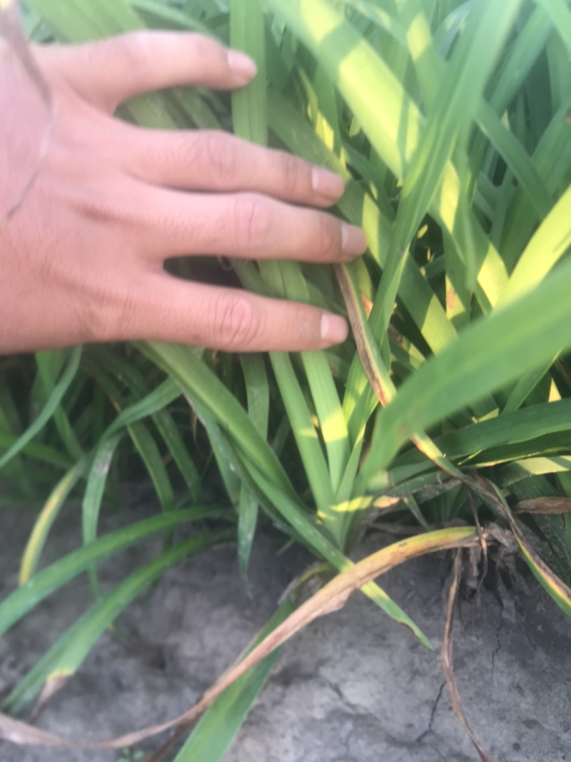大花萱草裸根营养杯大量出售