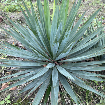 剑麻，剑麻价格，剑麻种植基地